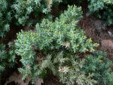 Juniperus communis variety saxatilis. Вегетирующее растение. Хабаровский край, Хабаровский р-н, 17 км Владивостокского шоссе, в культуре. 24.05.2015.