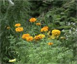 Tagetes erecta