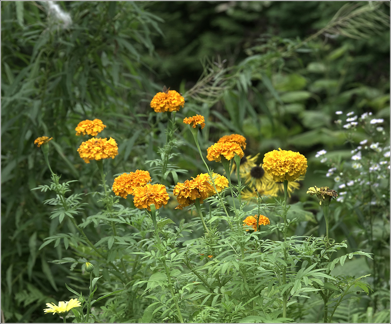 Изображение особи Tagetes erecta.