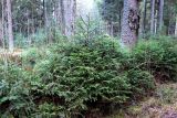 Picea abies