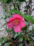 Camellia japonica. Цветок и листья. Франция, г. Париж, в озеленении. 12.01.2020.