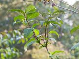 Weigela middendorffiana