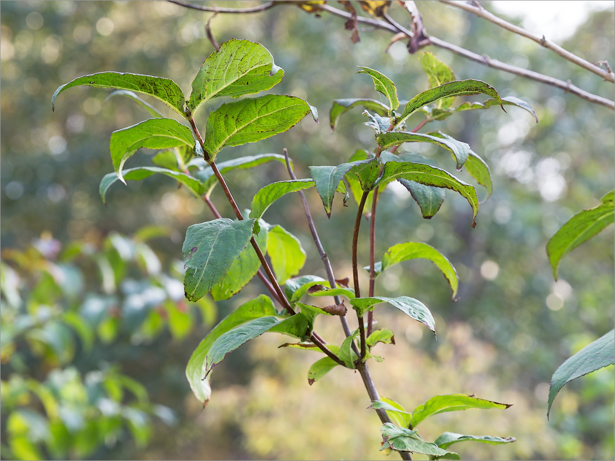 Image of Weigela middendorffiana specimen.