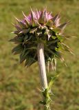 View full-size image Carduus thoermeri