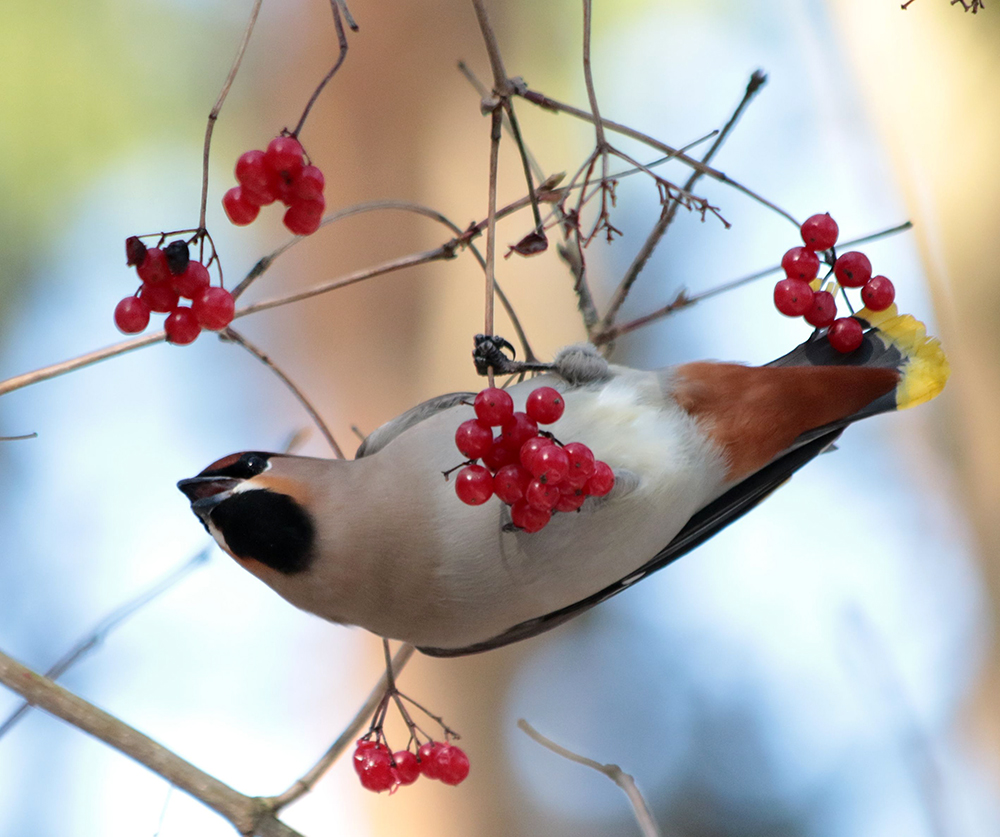 Изображение особи Viburnum opulus.