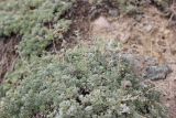 genus Artemisia. Отцветшее растение. Республика Алтай, Кош-Агачский р-н, левый борт долины р. Жумалы, каменистое сухое место. 2 августа 2020 г.