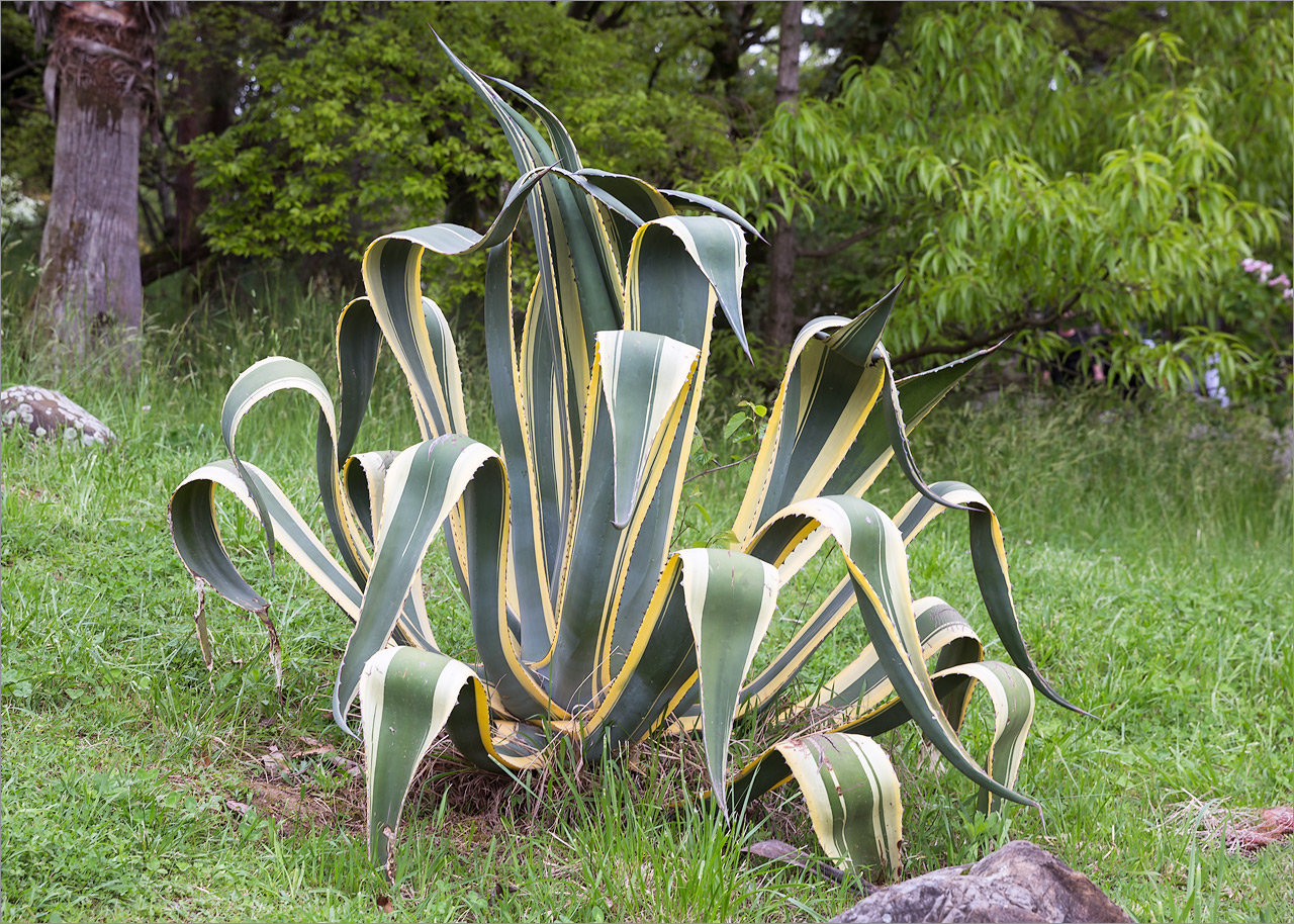 Image of Agave americana var. marginata specimen.