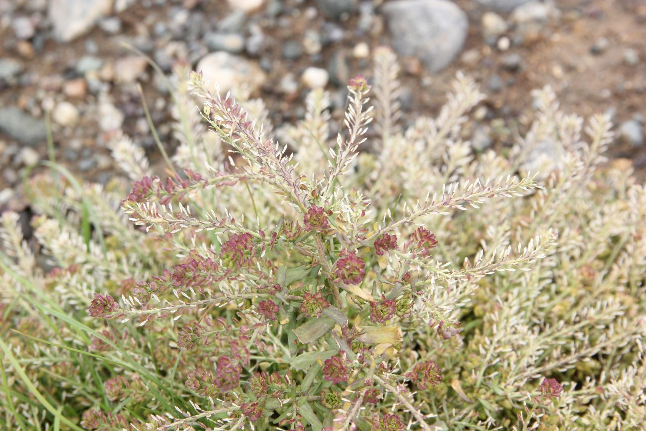 Image of Lepidium apetalum specimen.