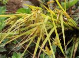 Carex pseudocyperus. Верхушки побегов с соплодиями. Московская обл., Одинцовский р-н, окр. г. Кубинка, окр. водохранилища Трасна, обочина бетонной дороги, глинистая почва. 30.07.2021.