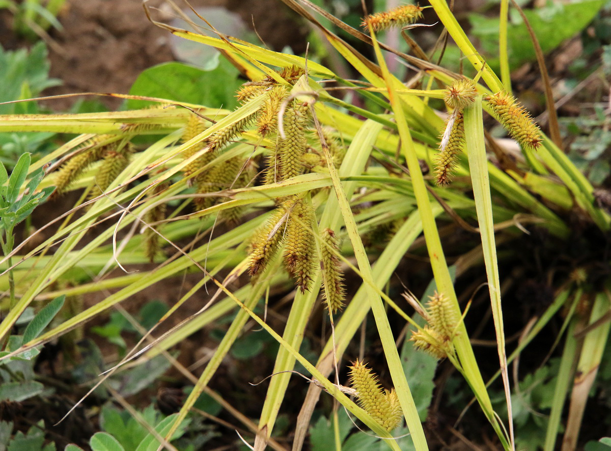 Изображение особи Carex pseudocyperus.