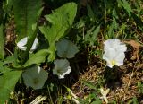 Convolvulus arvensis. Побеги цветущего растения в сообществе с Taraxacum. Пермский край, пос. Юго-Камский, правый берег р. Юг ниже Юго-Камского пруда, под сосной. 26 июня 2021 г.