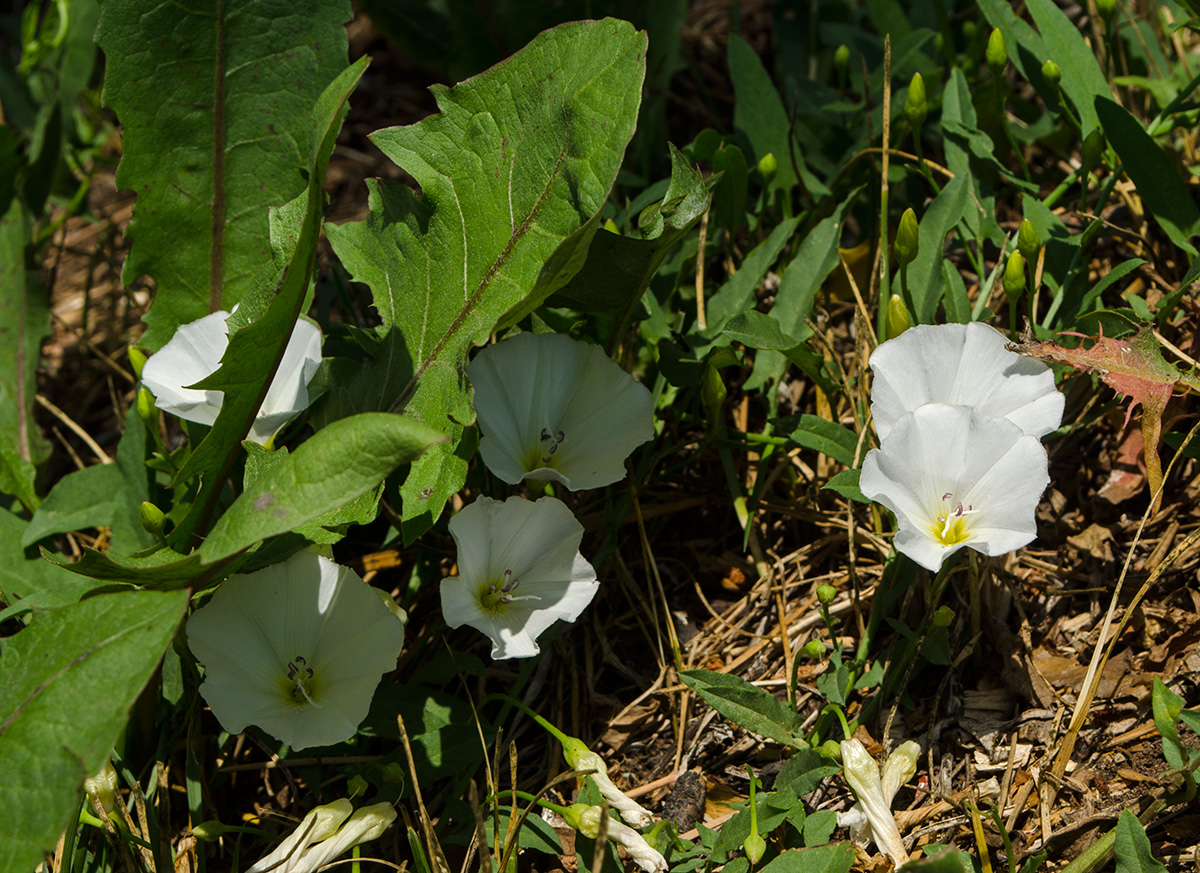 Изображение особи Convolvulus arvensis.