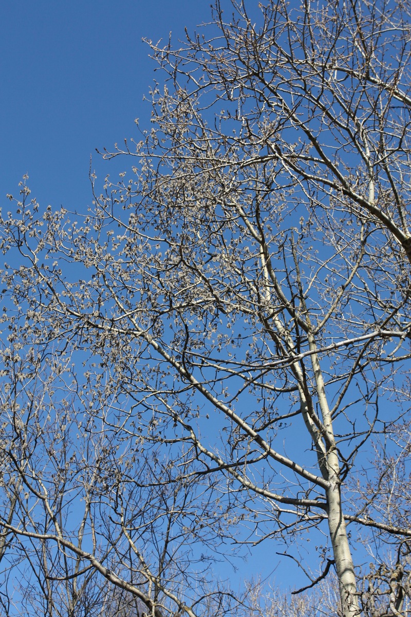 Image of Populus tremula specimen.