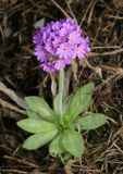 Primula fistulosa. Цветущее растение. Приморский край, Уссурийский ГО, окр. с. Утёсное, обочина дороги. 28.04.2022.