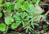 Corydalis tarkiensis