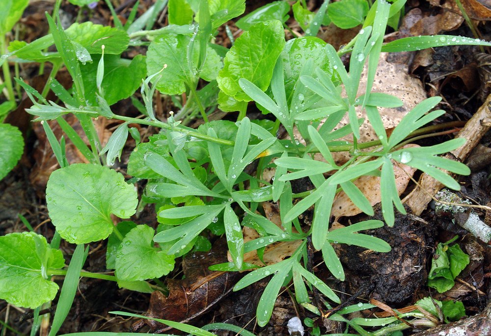 Изображение особи Corydalis tarkiensis.