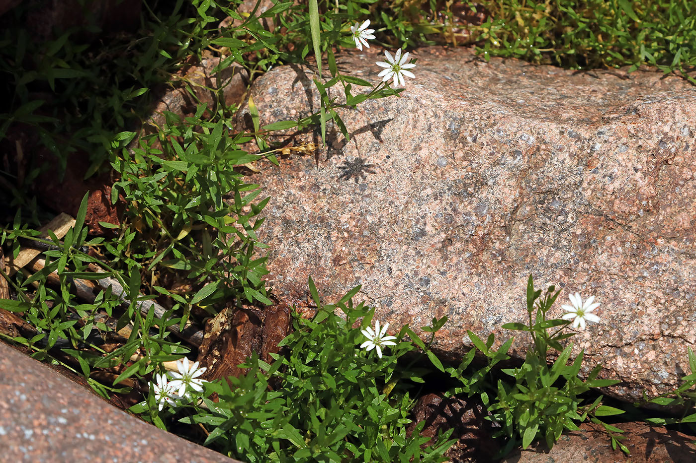 Изображение особи Stellaria brachypetala.