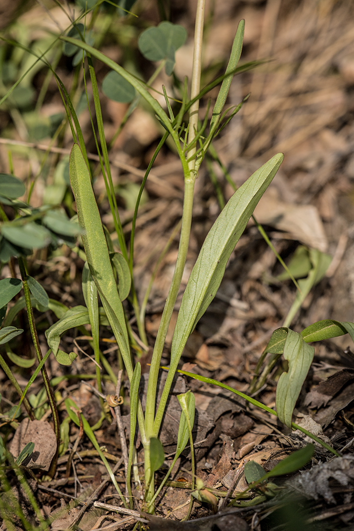 Изображение особи Valeriana tuberosa.