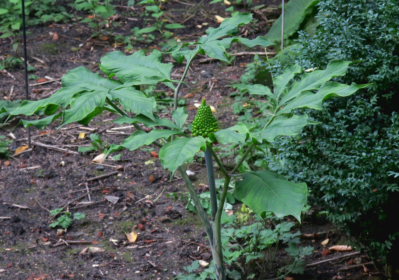 Image of Arisaema peninsulae specimen.