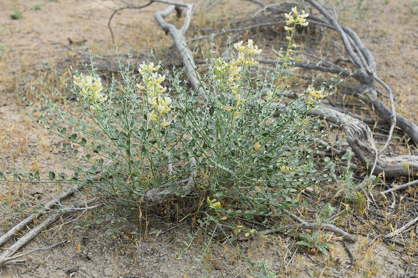 Image of Ammothamnus lehmannii specimen.