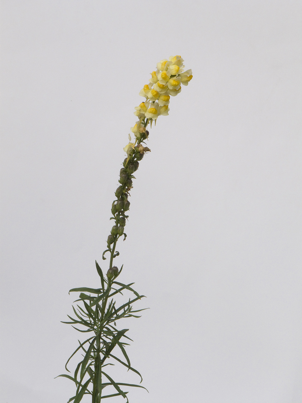 Image of Linaria vulgaris specimen.