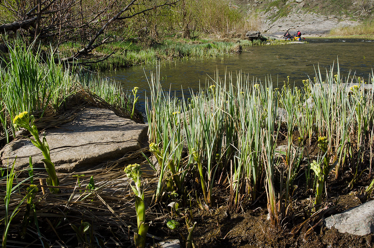 Image of genus Carex specimen.