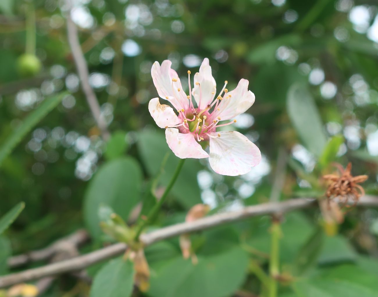 Изображение особи Cerasus vulgaris.