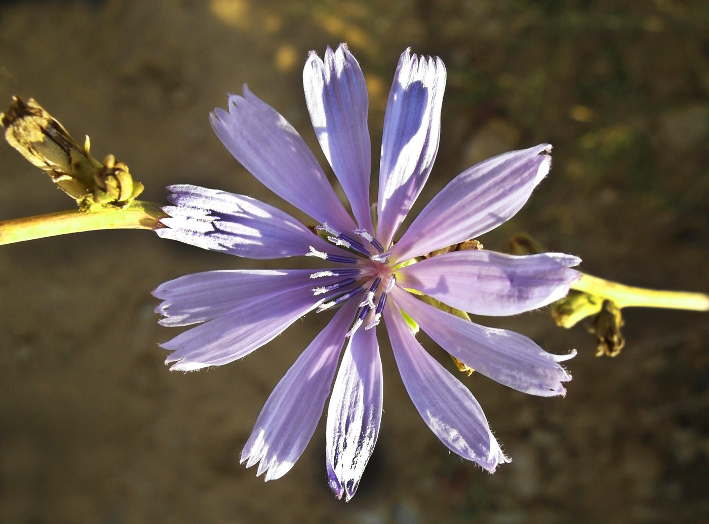 Image of Cichorium intybus specimen.