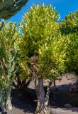 Euphorbia lactea