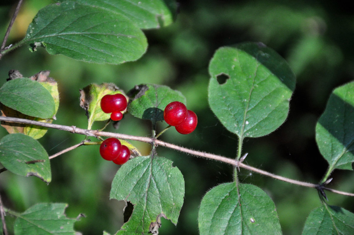 Изображение особи Lonicera xylosteum.