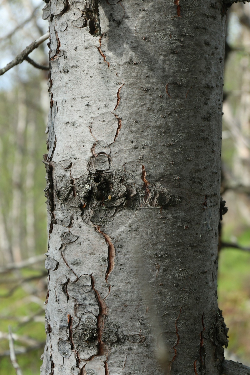 Image of Pinus sibirica specimen.