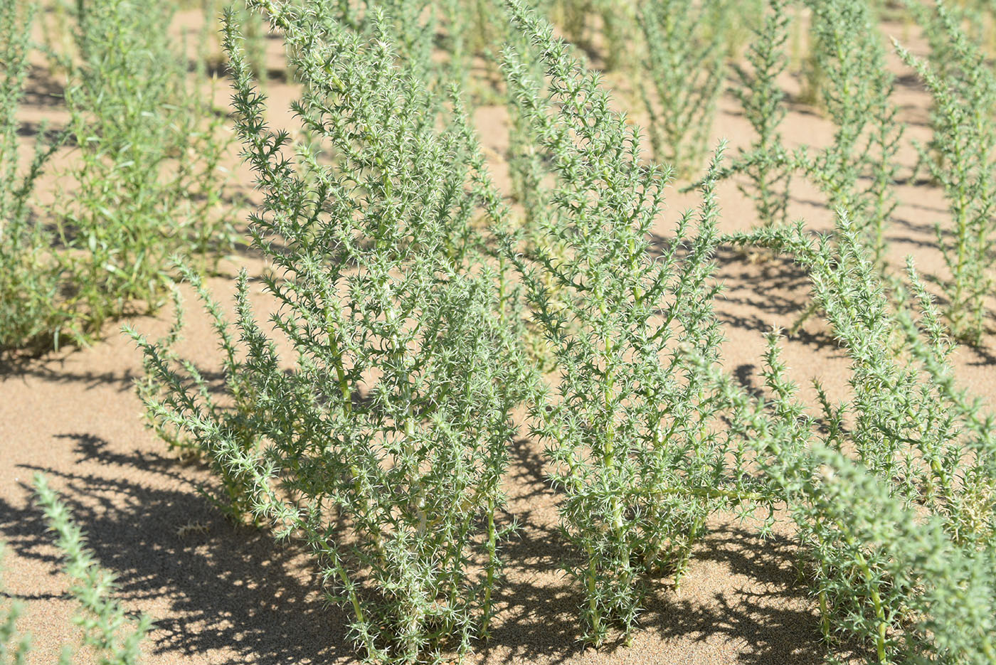 Image of Salsola paulsenii specimen.