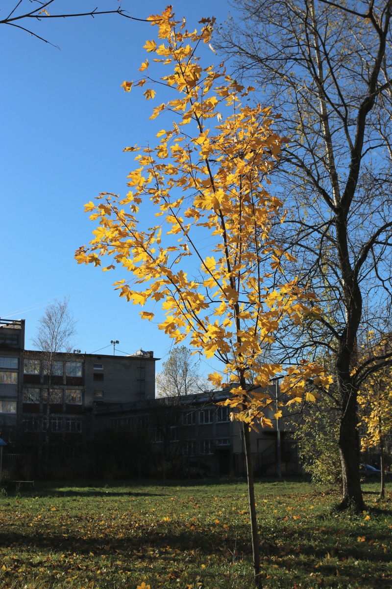 Image of Acer platanoides specimen.