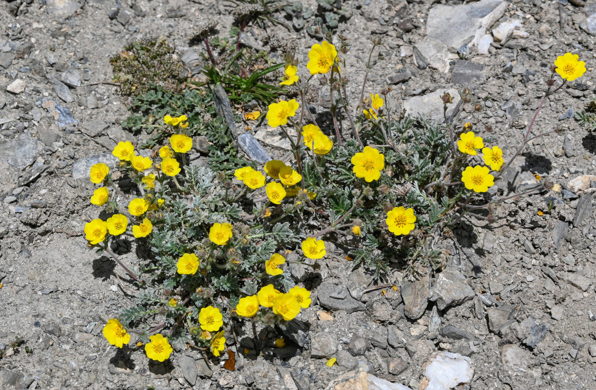 Изображение особи Potentilla pamiroalaica.