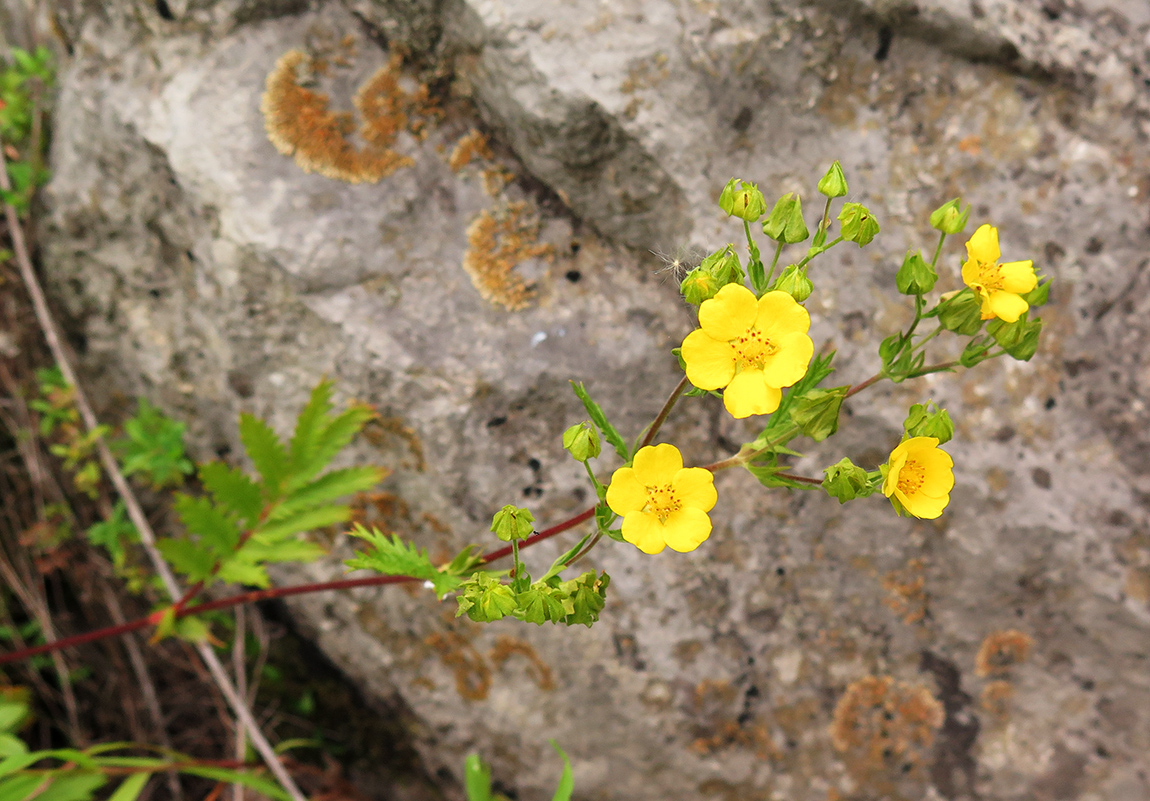 Image of Potentilla acervata specimen.