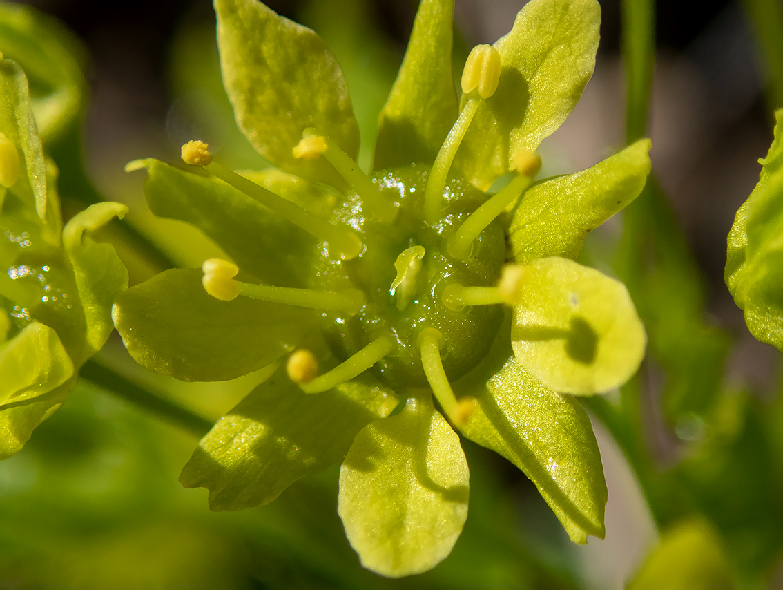 Image of Acer platanoides specimen.