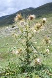 Cirsium semenowii. Цветущее растение. Киргизия, Иссык-Кульская обл., Кунгей Алатау, ущ. Григорьевское, ≈2600 м н.у.м., сильно выбитый скотом эродированный склон. 4 августа 2022 г.