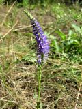 Veronica spicata подвид paczoskiana. Верхушка побега с соцветием. Алтайский край, окр. г. Барнаул, Барнаульский ленточный бор, опушка соснового леса. 18.08.2009.