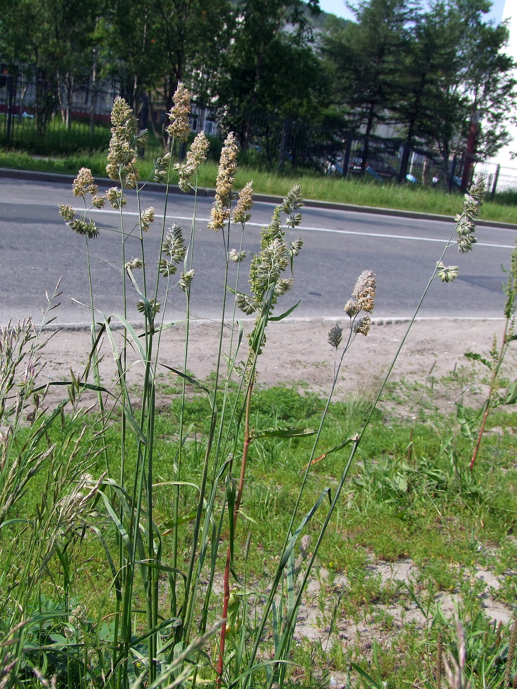 Изображение особи Dactylis glomerata.