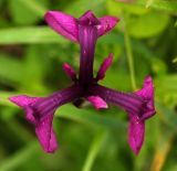 Iris ensata