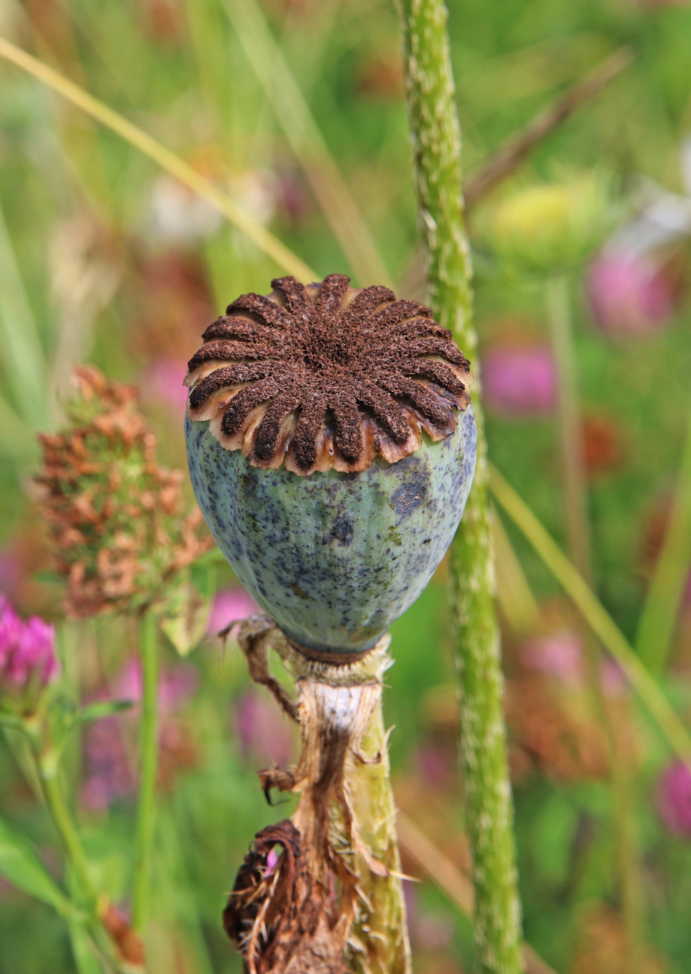 Image of Papaver setiferum specimen.