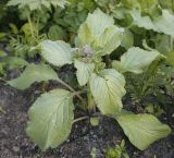 Borago officinalis. Растение в начале цветения. Пермский край, г. Пермь, Кировский р-н, клумба у жилого дома. 02.07.2022.