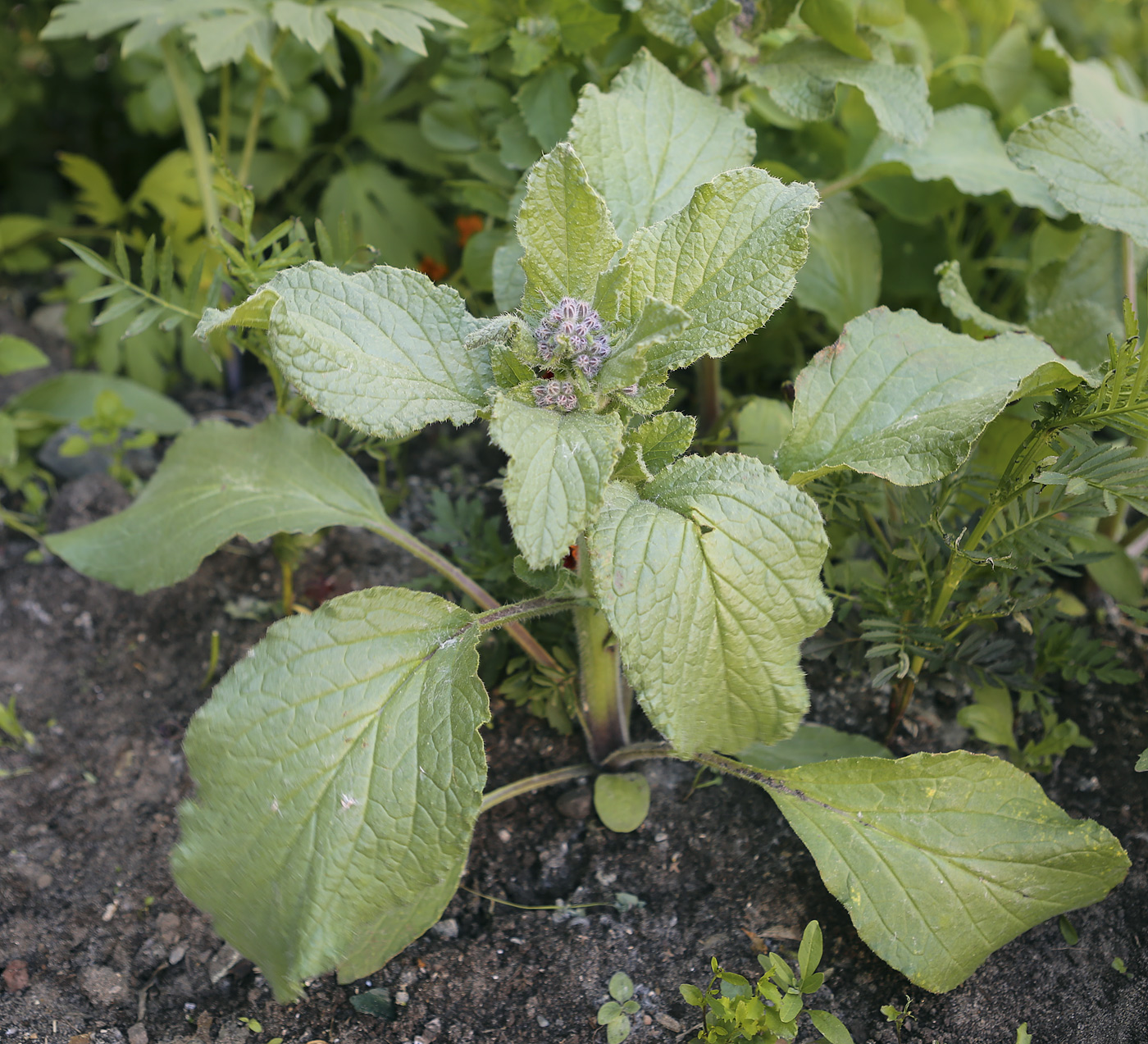 Изображение особи Borago officinalis.