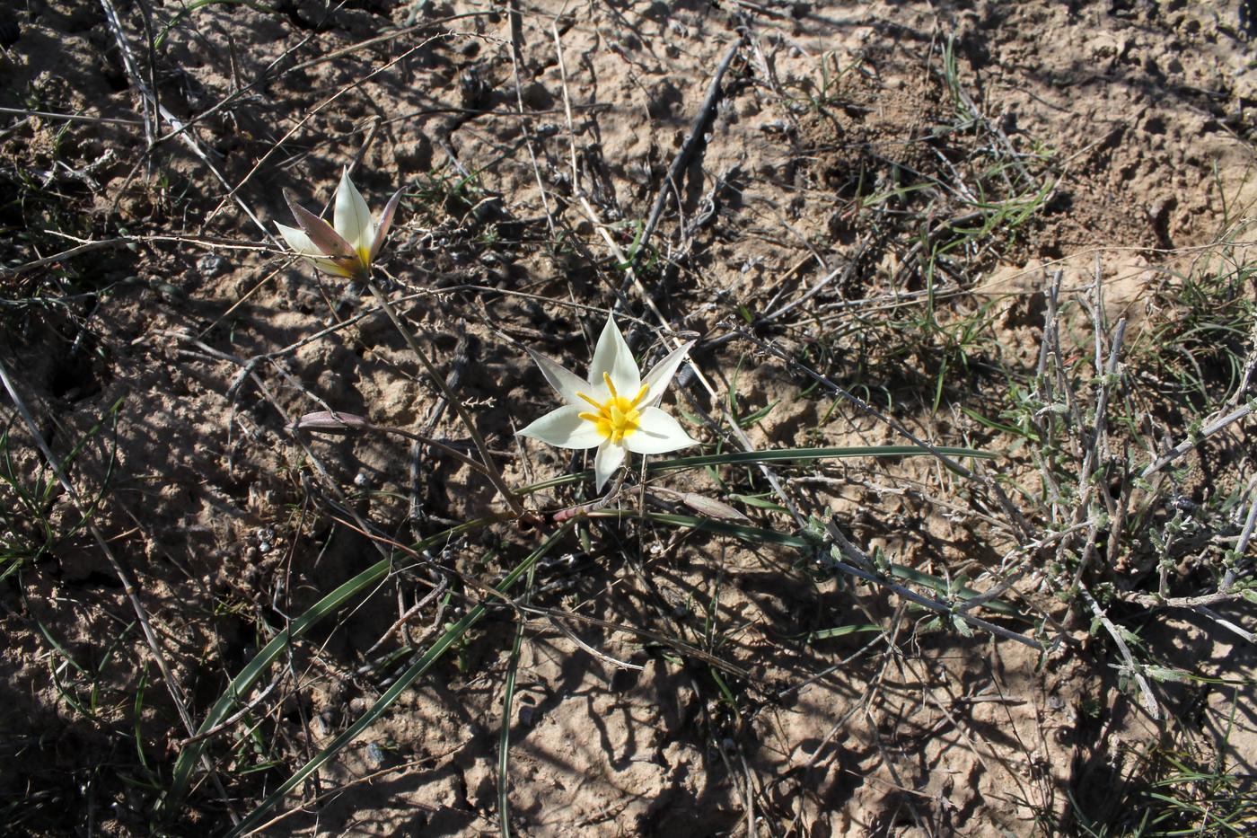 Image of Tulipa buhseana specimen.