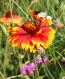 Gaillardia aristata