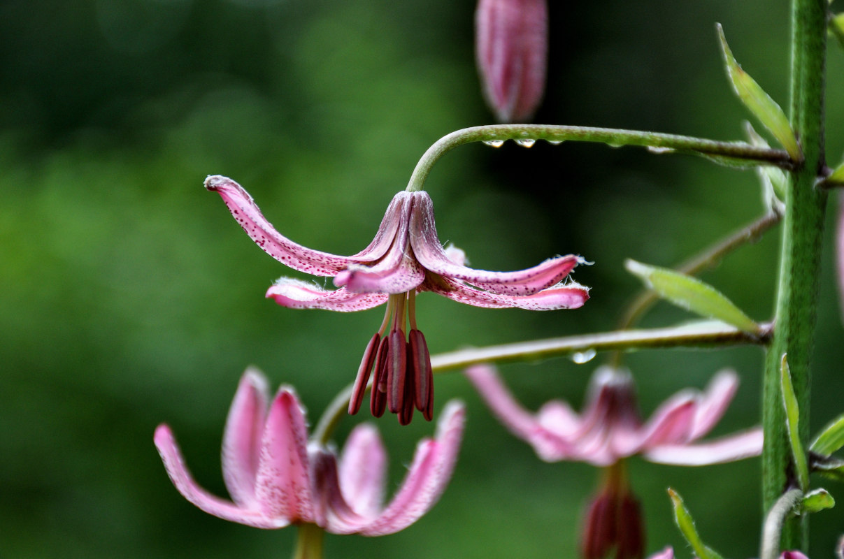 Image of Lilium pilosiusculum specimen.