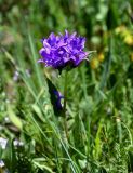 Campanula glomerata