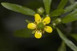 Ranunculus sceleratus