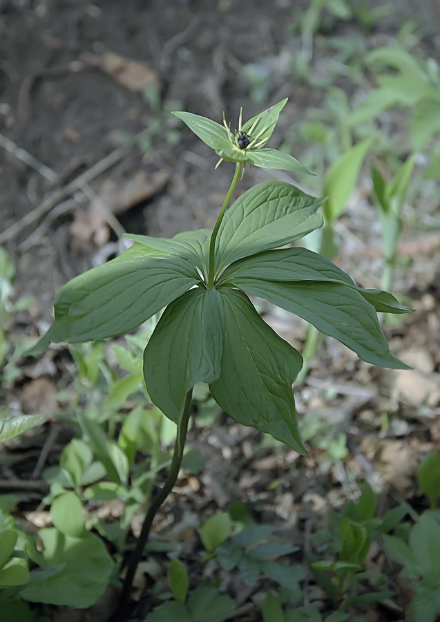 Image of Paris verticillata specimen.