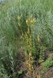 Cerastium perfoliatum. Плодоносящее растение. Краснодарский край, Успенский р-н, степь. 23.05.2023.